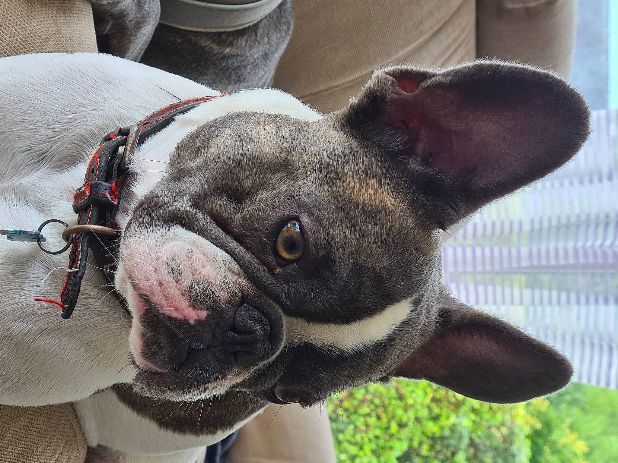 Rover participe au concours pour gagner de l'argent avec cette photo : bicycle, boston_terrier, canidae, carnivore, collar, companion_dog, dog, dog_breed, dog_collar, ear, eye, fawn, head, plant, snout, sporting_group, toy_dog, whiskers, working_animal, wrinkle