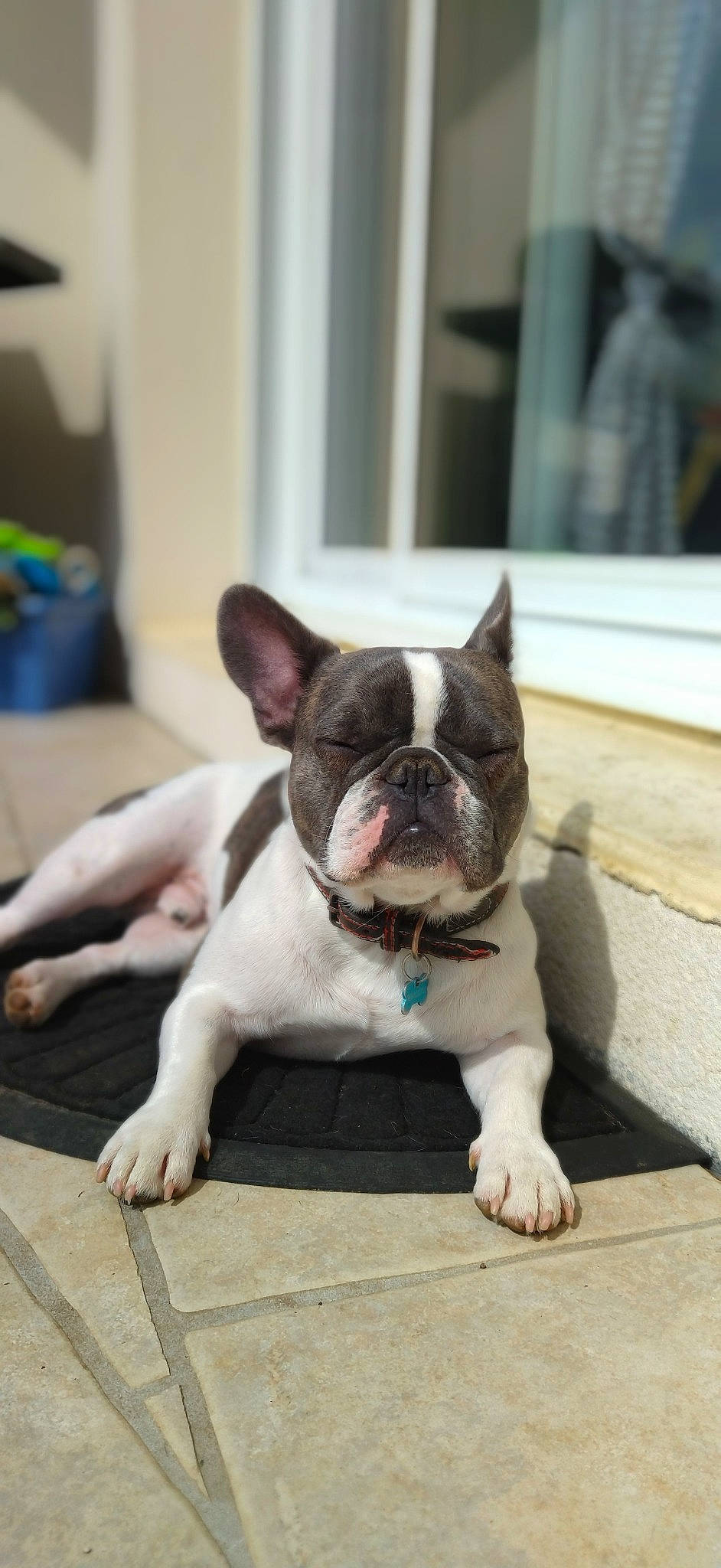 Rover participe au concours pour gagner de l'argent avec cette photo : boston_terrier, bulldog, canidae, carnivore, comfort, companion_dog, dog, dog_breed, ear, fawn, flooring, french_bulldog, non_sporting_group, snout, sporting_group, terrestrial_animal, toy_dog, whiskers, working_animal