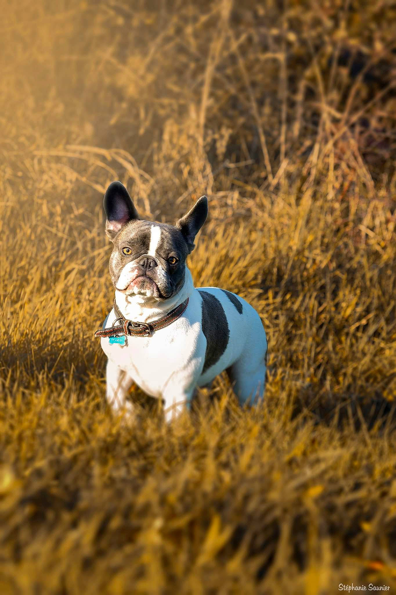 Rover a rejoint le concours — aidez-le/la à gagner de superbes lots ! adventure, canidae, carnivore, collar, companion_dog, dog, dog_breed, dog_collar, fawn, grass, grassland, plant, snout, soil, sporting_group, terrestrial_animal, terrier, toy_dog, whiskers, wildlife