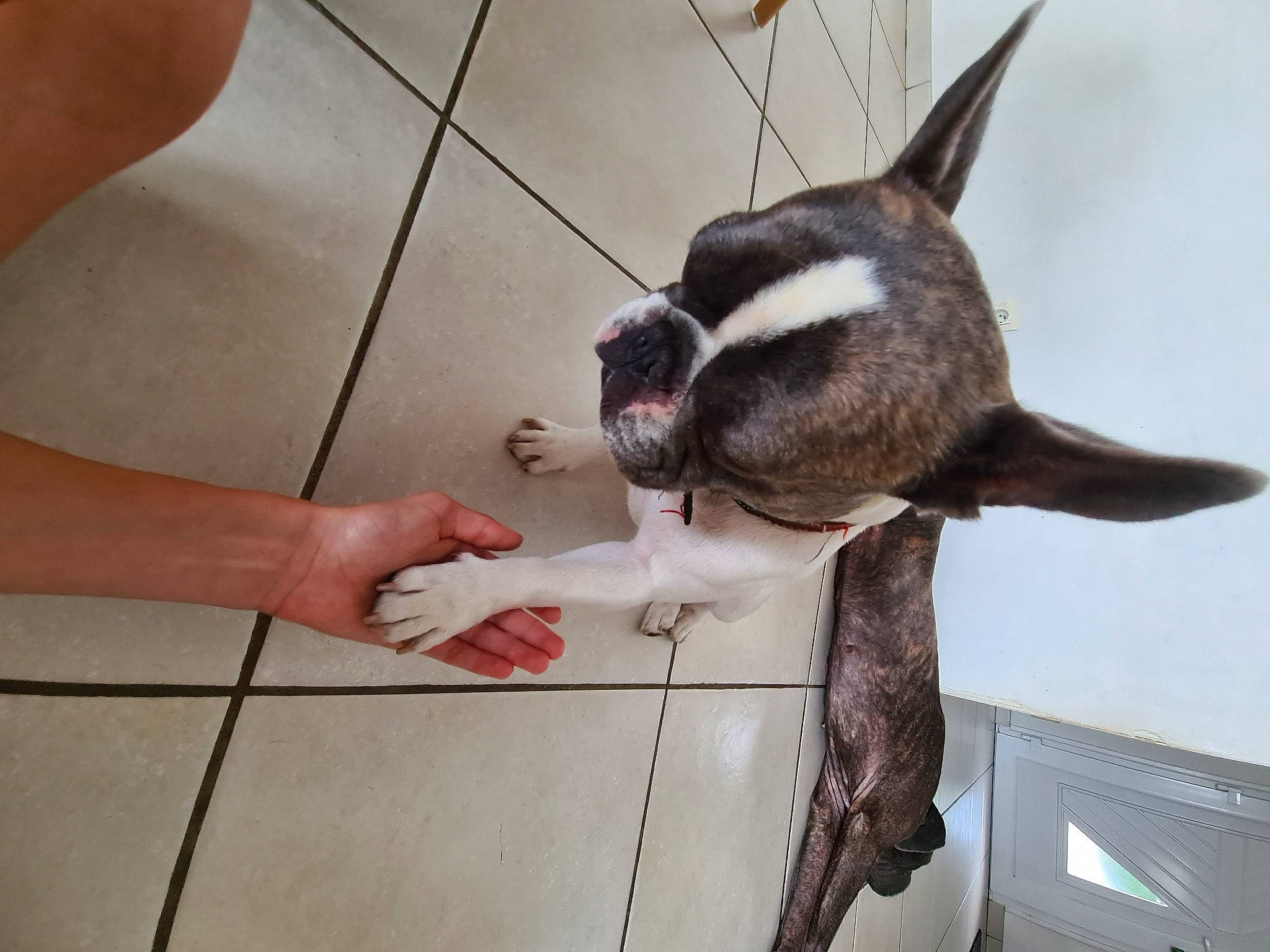 Rover a rejoint le concours — aidez-le/la à gagner de superbes lots ! carnivore, cat, claw, comfort, companion_dog, curious, dog_breed, fawn, felidae, floor, flooring, foot, fur, hardwood, human_leg, small_to_medium_sized_cats, sporting_group, tail, whiskers, wood