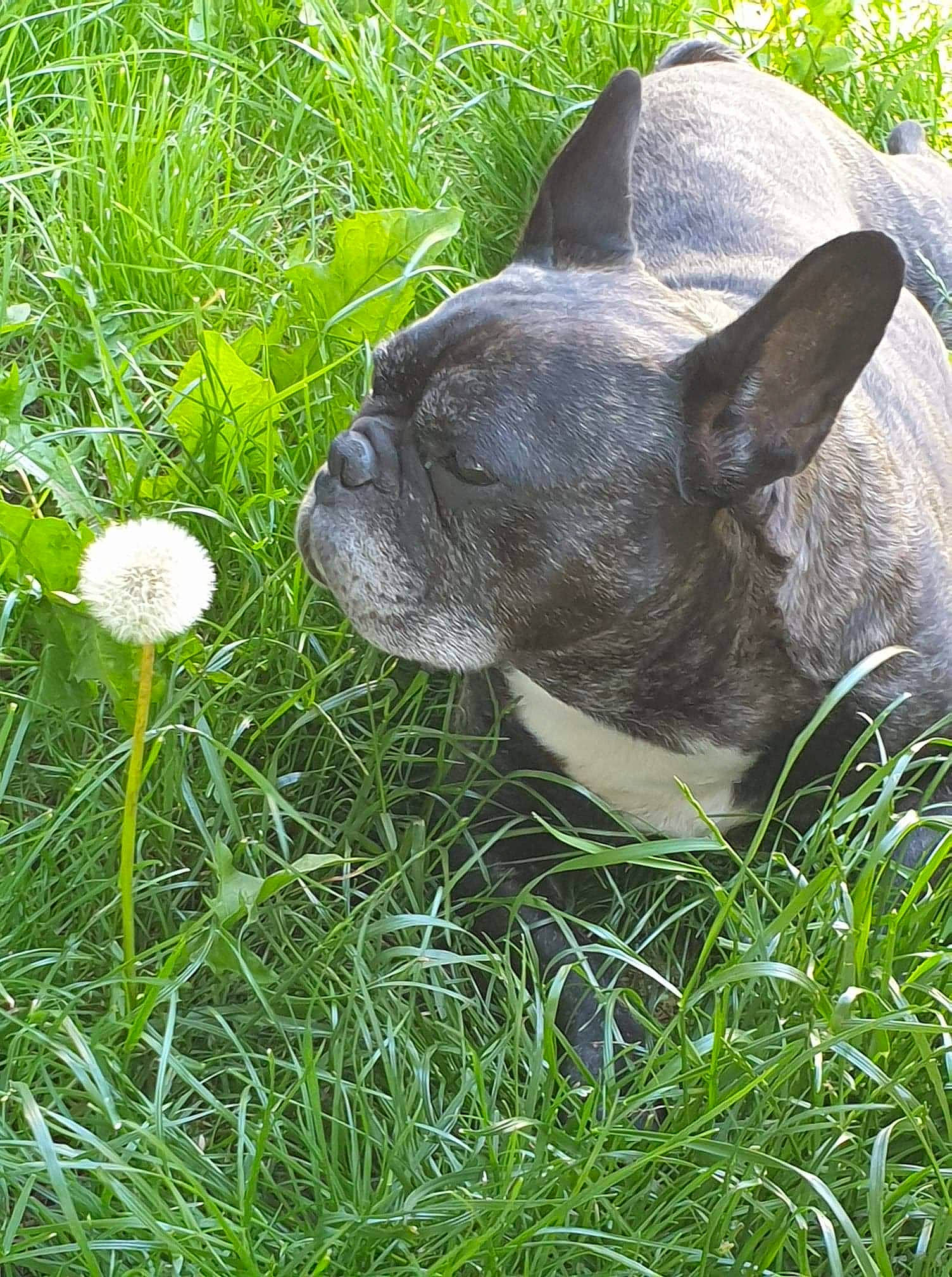 Spartacus participe au concours pour gagner de l'argent avec cette photo : bulldog, carnivore, collar, companion_dog, dandelion, dog, dog_breed, fawn, french_bulldog, grass, groundcover, herb, molosser, plant, pug, snout, terrestrial_animal, toy_dog, whiskers, working_animal