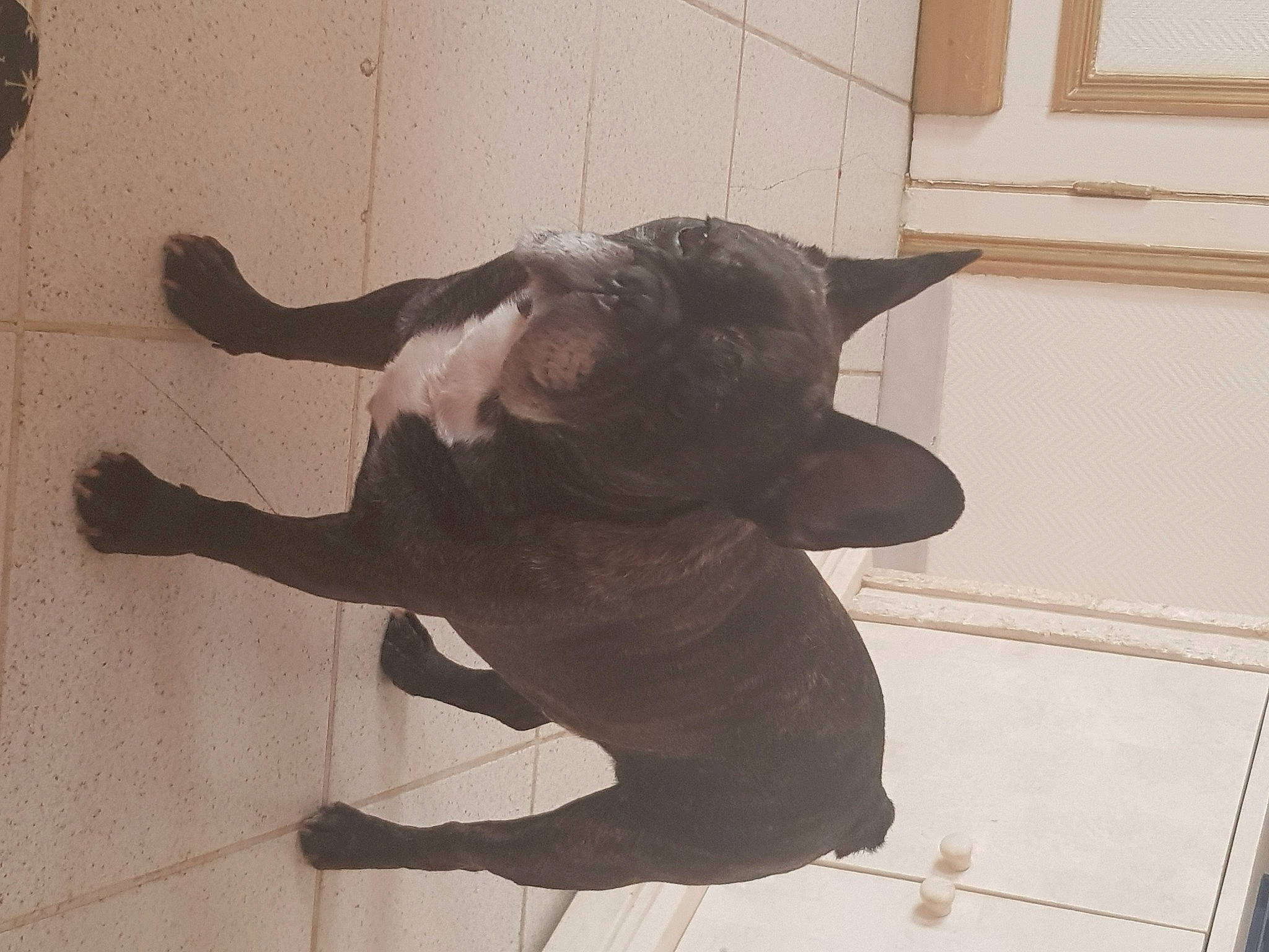 Spartacus a rejoint le concours — aidez-le/la à gagner de superbes lots ! canidae, dog_breed, eye, fawn, felidae, flooring, fur, gesture, head, human_leg, metal, small_to_medium_sized_cats, snout, sporting_group, tail, terrestrial_animal, visual_arts, waist, window, wood