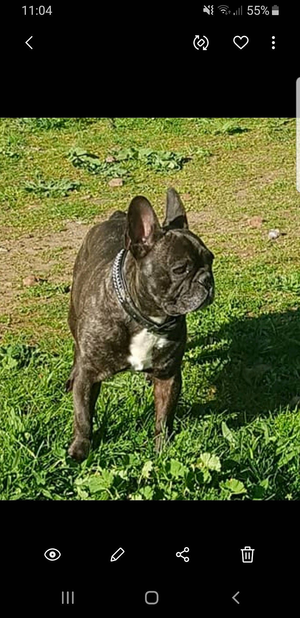 Spartacus participe au concours pour gagner de l'argent avec cette photo : bulldog, carnivore, companion_dog, dog, dog_breed, fawn, french_bulldog, grass, groundcover, molosser, plant, pug, snout, soil, tail, terrestrial_animal, toy_dog, whiskers, working_animal, wrinkle