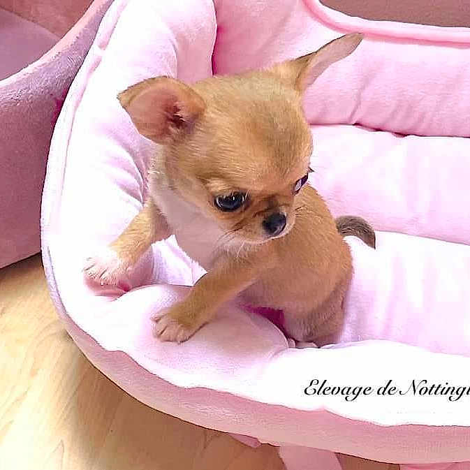Vicky participe au concours pour gagner de l'argent avec cette photo : animal, canine, chihuahua, cushion, dog, dogbed, homedecor, pet, puppy