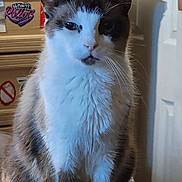 Shakespeare joined the competition — help win amazing prizes! abyssinian, animal, box, car, cat, drawer, furniture, indoors, kitten, machine, manx, person, pet, plywood, shelf, siamese, transportation, vehicle, wheel, wood