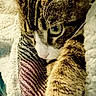 animal, blanket, cat, closeup, comfort, cozy, cute, feline, fur, indoors, paw, pet, relaxed, resting, sleepy, snuggling, soft, striped, tabby_cat, warm