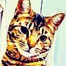 Abby joined the competition — help win amazing prizes! animal, brown_fur, cat, close_up, colorful, ears, eyes, face, feline, indoors, nose, orange_fur, pet, photograph, portrait, striped_fur, stylized, tabby_cat, wall, whiskers