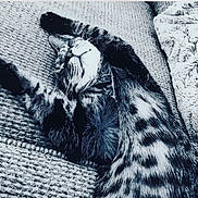 Abby is registered to the contest to win money with this photo: animal, belly, black_and_white, blanket, cat, close_up, couch, ears, feline, fur, indoor, lying_down, paws, pet, relaxed, sleeping, striped_fur, tabby, upside_down, whiskers
