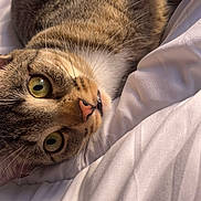 Nala participe au concours pour gagner de l'argent avec cette photo : cat, tabby, close_up, pet, animal, feline, whiskers, green_eyes, curious, lying_down, blanket, soft, bed, fur, nose, mouth, indoor, cute, relaxed, domestic_animal