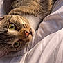 cat, tabby, close_up, pet, animal, feline, whiskers, green_eyes, curious, lying_down, blanket, soft, bed, fur, nose, mouth, indoor, cute, relaxed, domestic_animal
