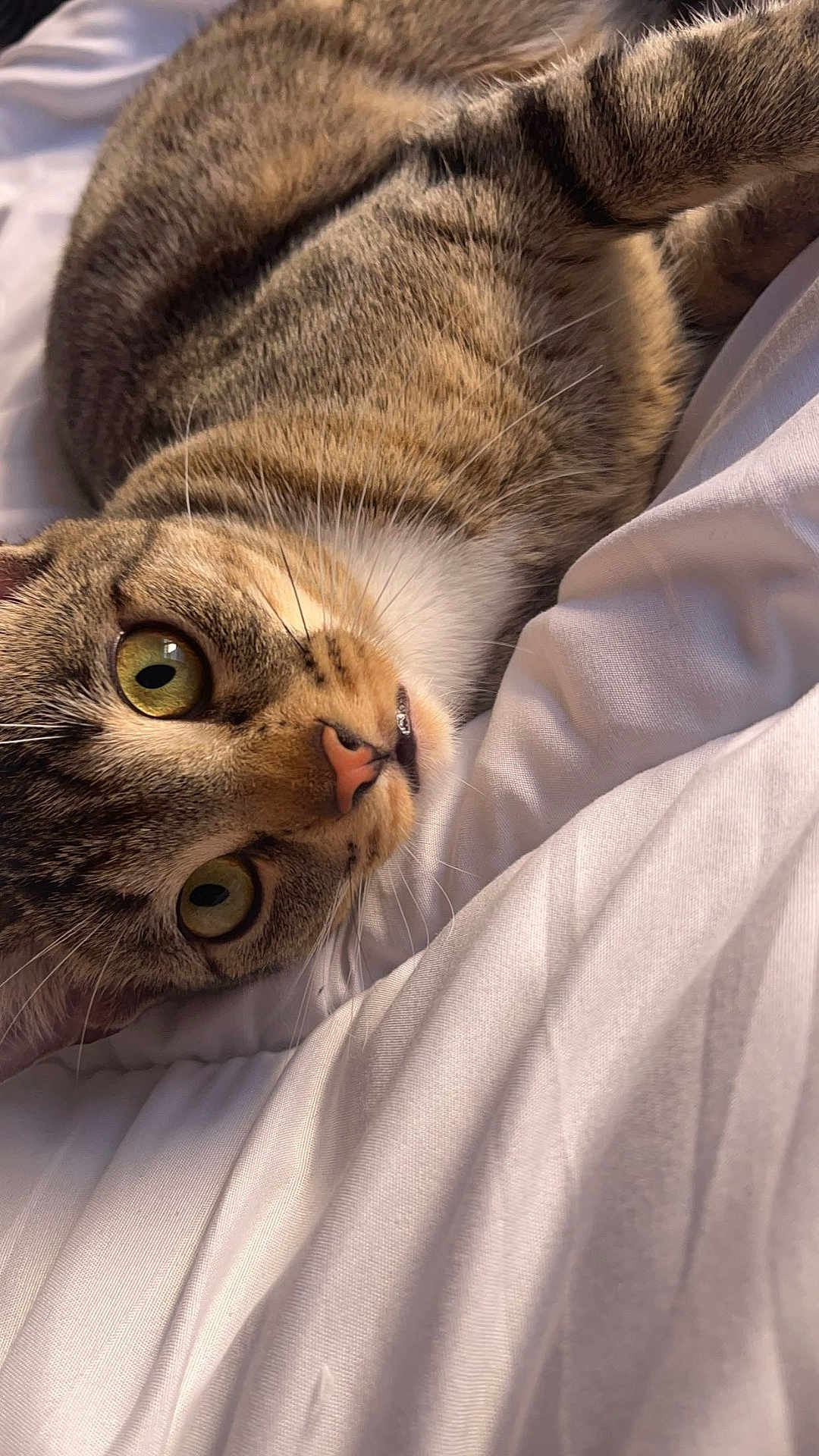Nala