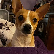 Kobi joined the competition — help win amazing prizes! bed, big_eyes, blanket, chihuahua, close_up, cozy, curious, dog, ears, fan, furniture, indoor, nose, pet, portrait, purple_bedding, quilt, small_dog, staring, wooden_cabinet