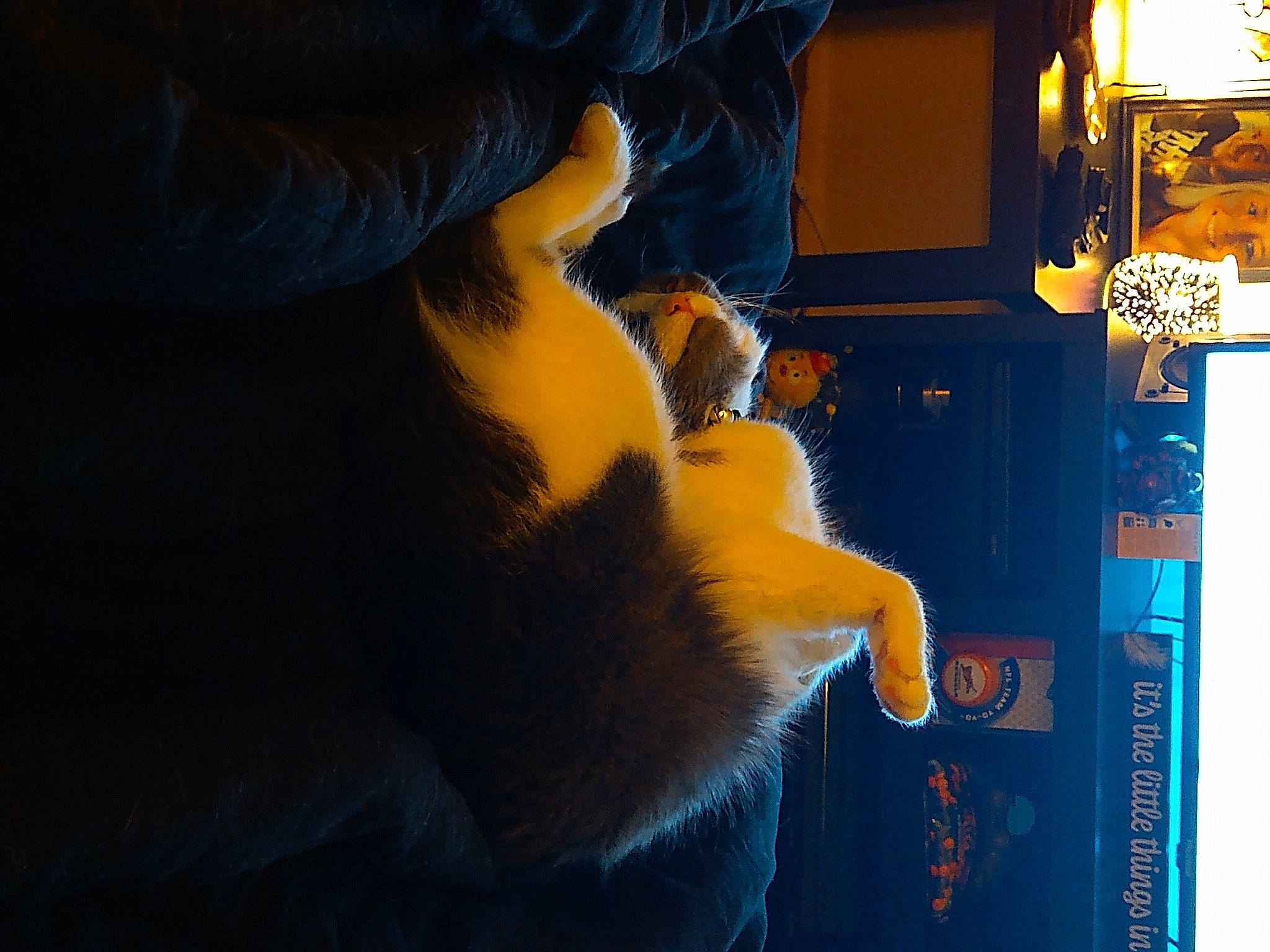 Raven joined the competition — help win amazing prizes! automotive_lighting, beard, carnivore, claw, companion_dog, darkness, electric_blue, felidae, fun, fur, gesture, heat, human_leg, room, sitting, small_to_medium_sized_cats, tail, toy, visual_arts, whiskers