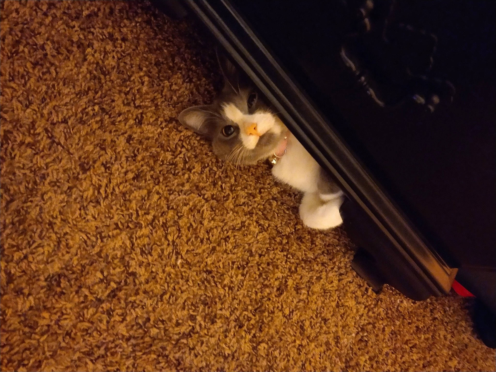 Raven is registered to the contest to win money with this photo: automotive_tire, brown, carnivore, carpet, cat, darkness, felidae, flooring, fur, hardwood, human_leg, laminate_flooring, paw, room, small_to_medium_sized_cats, soil, tail, whiskers, wood, wood_flooring