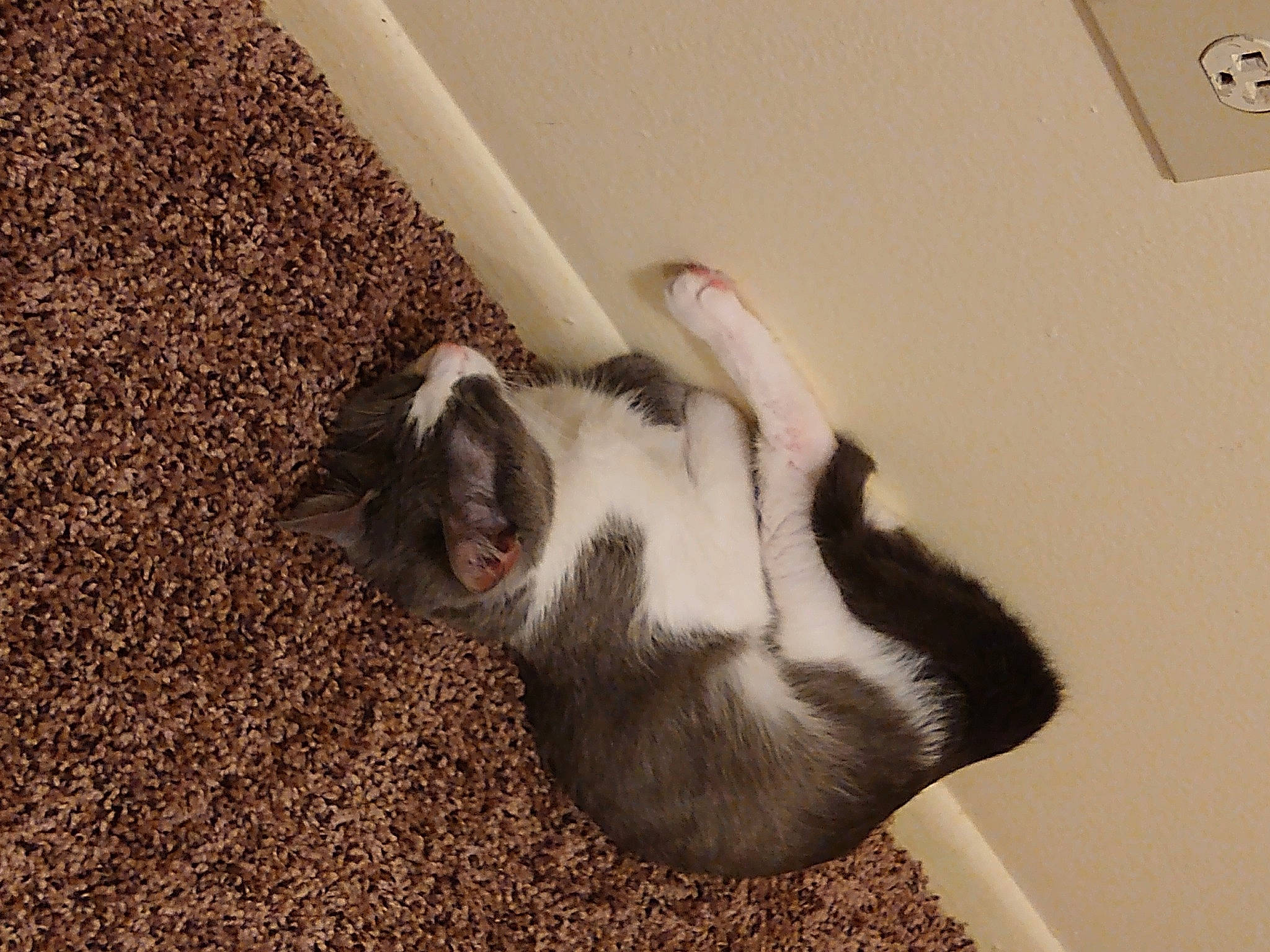 Raven joined the competition — help win amazing prizes! canidae, carnivore, cat, claw, comfort, dog_breed, domestic_rabbit, domestic_short_haired_cat, felidae, flooring, fur, hardwood, human_leg, paw, rabbit, small_to_medium_sized_cats, snout, sporting_group, tail, whiskers