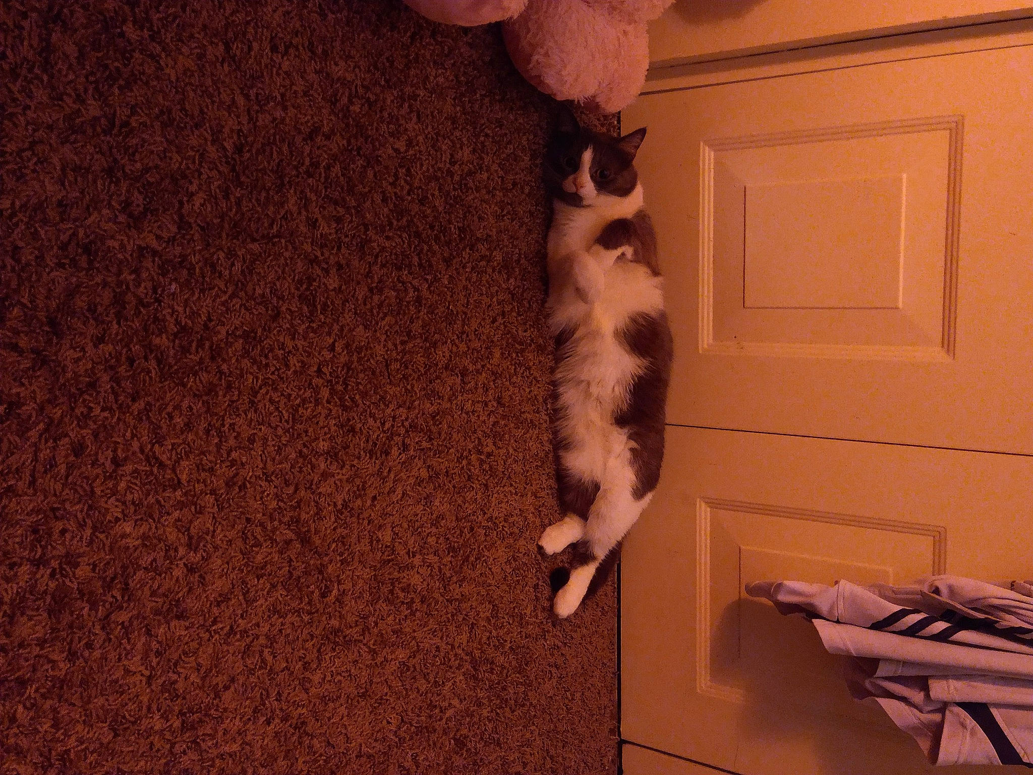 Raven is registered to the contest to win money with this photo: cabinetry, carnivore, carpet, cat, companion_dog, door, fawn, felidae, floor, flooring, fur_clothing, hardwood, human_leg, laminate_flooring, small_to_medium_sized_cats, sporting_group, tail, tree, whiskers, wood