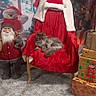 Jack participe au concours pour gagner de l'argent avec cette photo : cat, christmas, santa_claus, holiday_decor, christmas_tree, red_chair, pet, furry, fluffy, sleeping, lounging, gift_boxes, presents, festive, indoor, living_room, window, curtains, shaggy_rug, holiday_scene