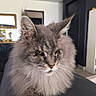 animal, cat, close_up, crossed_paws, domestic_animal, ears, feline, fluffy, furniture, gray_cat, home, indoor, long_hair, maine_coon, paws, pet, portrait, serious_expression, soft_fur, whiskers