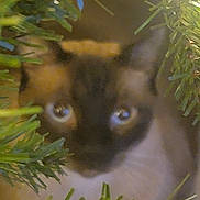 Moshi is registered to the contest to win money with this photo: cat, animal, pet, fur, eyes, greenery, leaves, closeup, nature, curious, face, whiskers, indoor, blurry, feline, soft_light, plant, background, young, mammal