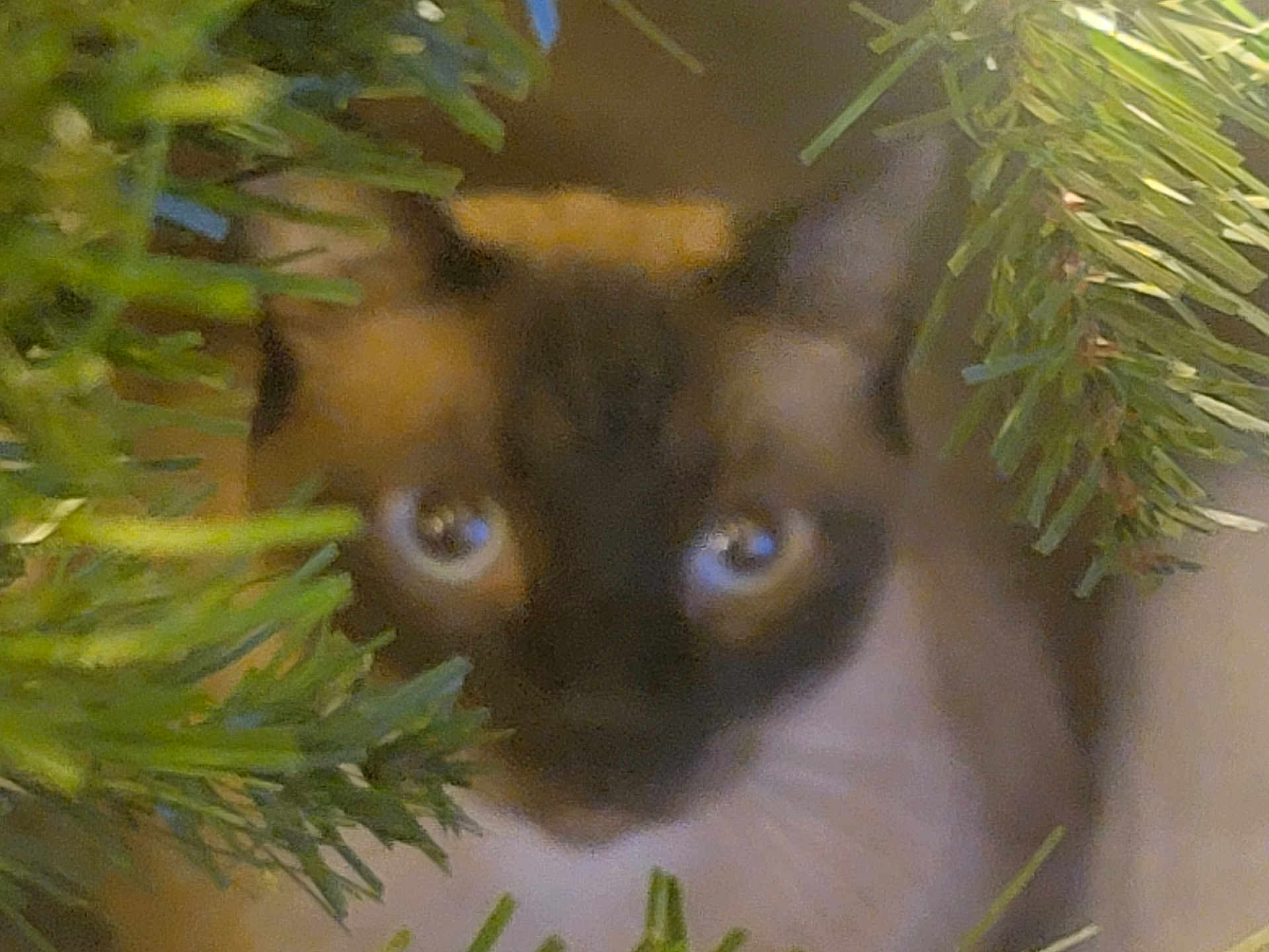 Moshi is registered to the contest to win money with this photo: cat, animal, pet, fur, eyes, greenery, leaves, closeup, nature, curious, face, whiskers, indoor, blurry, feline, soft_light, plant, background, young, mammal