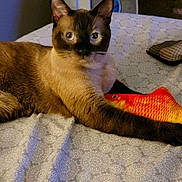 Moshi Bones joined the competition — help win amazing prizes! animal, bedspread, cat, closeup, cute, domestic, fabric, fan, feline, fish_toy, fur, indoor, pattern, paw, pet, relaxed, resting, siamese_cat, toy, whiskers