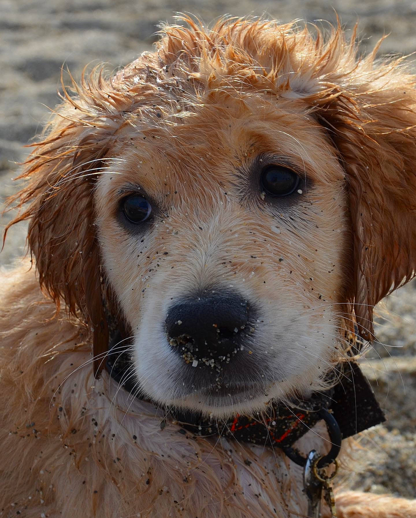 Kyûbi participe au concours pour gagner de l'argent avec cette photo : canidae, carnivore, close_up, collar, companion_dog, dog, dog_breed, dog_collar, fawn, fur, pet_supply, snout, sporting_group, terrestrial_animal, whiskers, working_animal