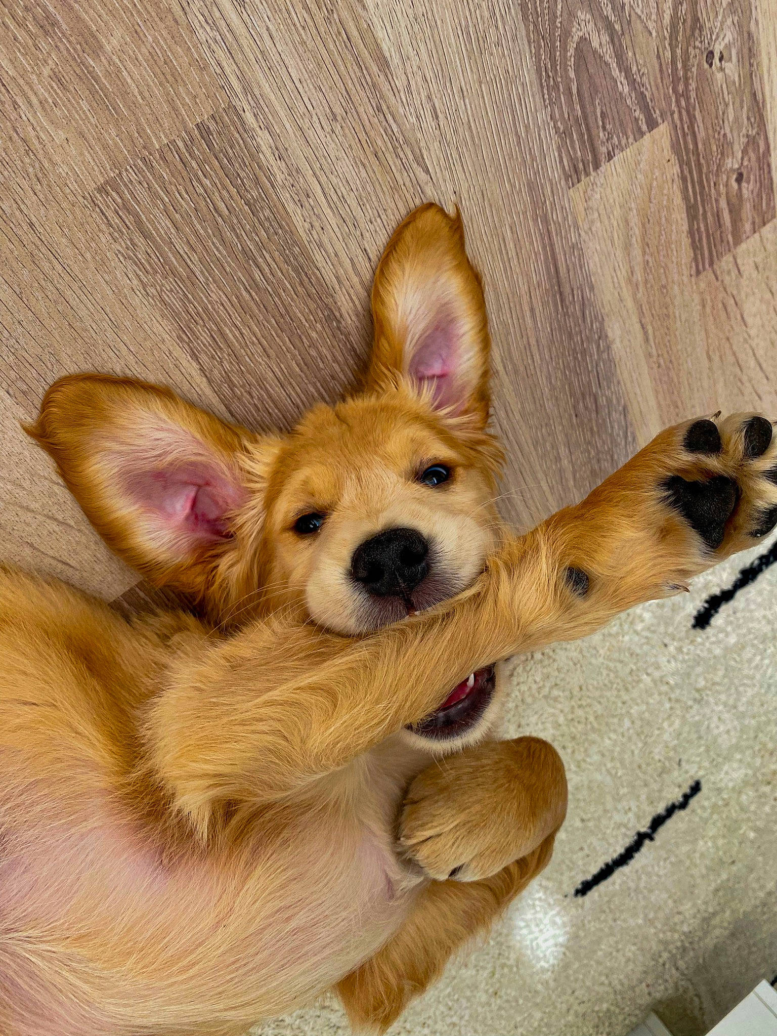 Kyûbi a rejoint le concours — aidez-le/la à gagner de superbes lots ! canidae, carnivore, companion_dog, dog, dog_breed, dog_supply, ear, fawn, fur, hardwood, paw, pet_supply, puppy, snout, sporting_group, terrestrial_animal, toy_dog, whiskers, wood, working_animal