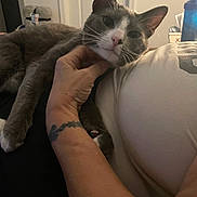 Ozzie joined the competition — help win amazing prizes! cat, gray_cat, white_cat, pet, hand, tattoo, person, white_shirt, indoor, door, relaxed, resting, comfort, feline, animal, close-up, domestic, household, cozy, casual