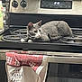Ozzie joined the competition — help win amazing prizes! cat, gray_cat, white_cat, stove, kitchen, oven, towel, text_on_towel, electric_burner, appliance, countertop, tile_backdrop, relaxed_cat, domestic, indoor, pet, fur, curious, resting, household
