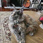 Sage is registered to the contest to win money with this photo: cat, fluffy, table, indoor, living_room, fireplace, rug, home_decor, furniture, pet, relaxed, ears, collar, curious, wood, cozy, domestic, feline, sitting, long_hair