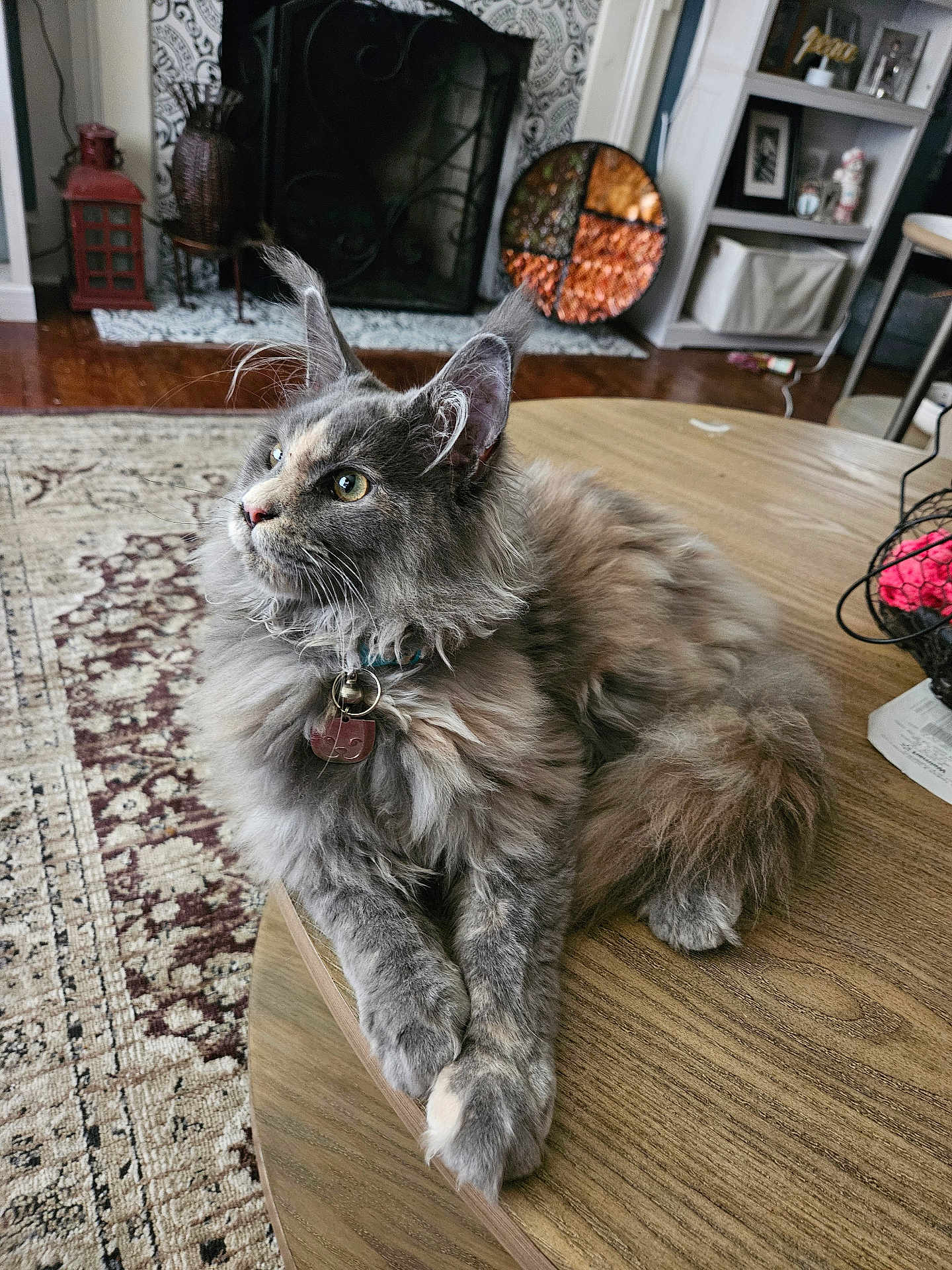 Sage is registered to the contest to win money with this photo: cat, fluffy, table, indoor, living_room, fireplace, rug, home_decor, furniture, pet, relaxed, ears, collar, curious, wood, cozy, domestic, feline, sitting, long_hair