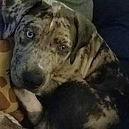 Loki is registered to the contest to win money with this photo: dog, canine, pet, close_up, speckled, blue_eye, brown_eye, resting, couch, indoor, animal, fur, paw, giraffe_pattern, pillow, companion, mammal, looking, curled_up, domestic_animal