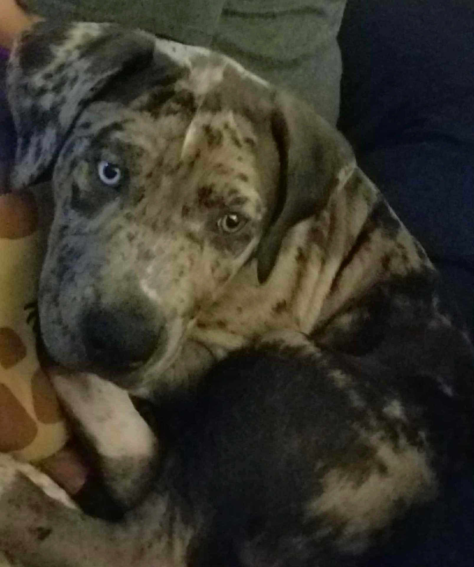 Loki is registered to the contest to win money with this photo: dog, canine, pet, close_up, speckled, blue_eye, brown_eye, resting, couch, indoor, animal, fur, paw, giraffe_pattern, pillow, companion, mammal, looking, curled_up, domestic_animal