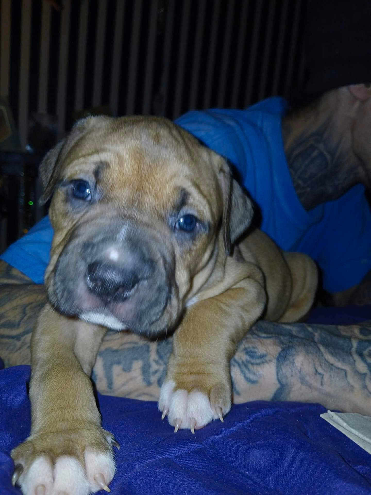 Thor Titan Scott joined the competition — help win amazing prizes! puppy, dog, close_up, tattoo, blue_eyes, paw, resting, indoor, person, arm, blue_shirt, fur, cute, young_dog, animal, pet, canine, soft_fur, dim_lighting, portrait