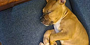Thor Titan Scott is registered to the contest to win money with this photo: puppy, dog, sleeping, couch, blue_couch, wooden_sticks, yellow_tube, indoor, nap, pet, fur, paw, relaxing, cozy, resting, canine, young_dog, domestic_animal, quiet, soft