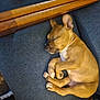 puppy, dog, sleeping, couch, blue_couch, wooden_sticks, yellow_tube, indoor, nap, pet, fur, paw, relaxing, cozy, resting, canine, young_dog, domestic_animal, quiet, soft