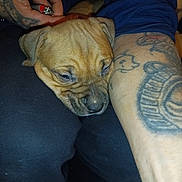 Thor Titan Scott joined the competition — help win amazing prizes! puppy, dog, sleeping, tattoo, hand, arm, clothing, person, closeup, indoor, black_pants, warmth, resting, animal, furry, cute, pet, relaxation, skin, holding