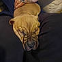 Thor Titan Scott joined the competition — help win amazing prizes! puppy, dog, sleeping, wrinkles, tattoo, hand, ring, legs, clothing, black_pants, brown_fur, close_up, indoor, pet, resting, cute, animal, companion, cozy, relaxed