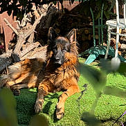 Drogo participe au concours pour gagner de l'argent avec cette photo : animal, backyard, canine, chair, daylight, dog, firewood, fur, german_shepherd, grass, leaves, nature, outdoor, pet, relaxing, resting, shadow, summer, sunlight, tree