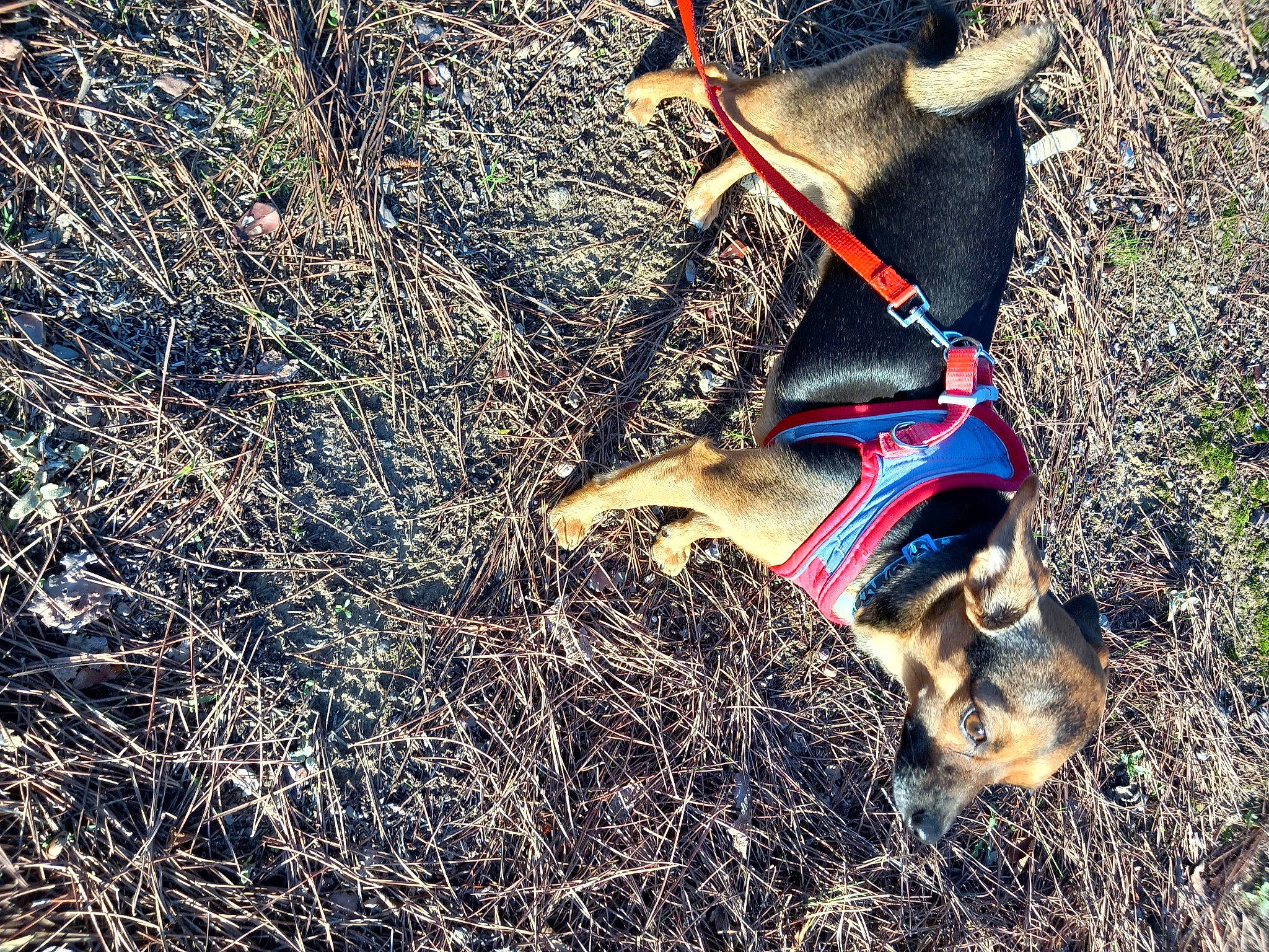 Bébé a rejoint le concours — aidez-le/la à gagner de superbes lots ! adventure, canidae, carnivore, dog, dog_breed, fawn, grass, human_leg, leash, people_in_nature, plant, recreation, shadow, soil, sporting_group, tail, terrestrial_animal, tree, wildlife, wood