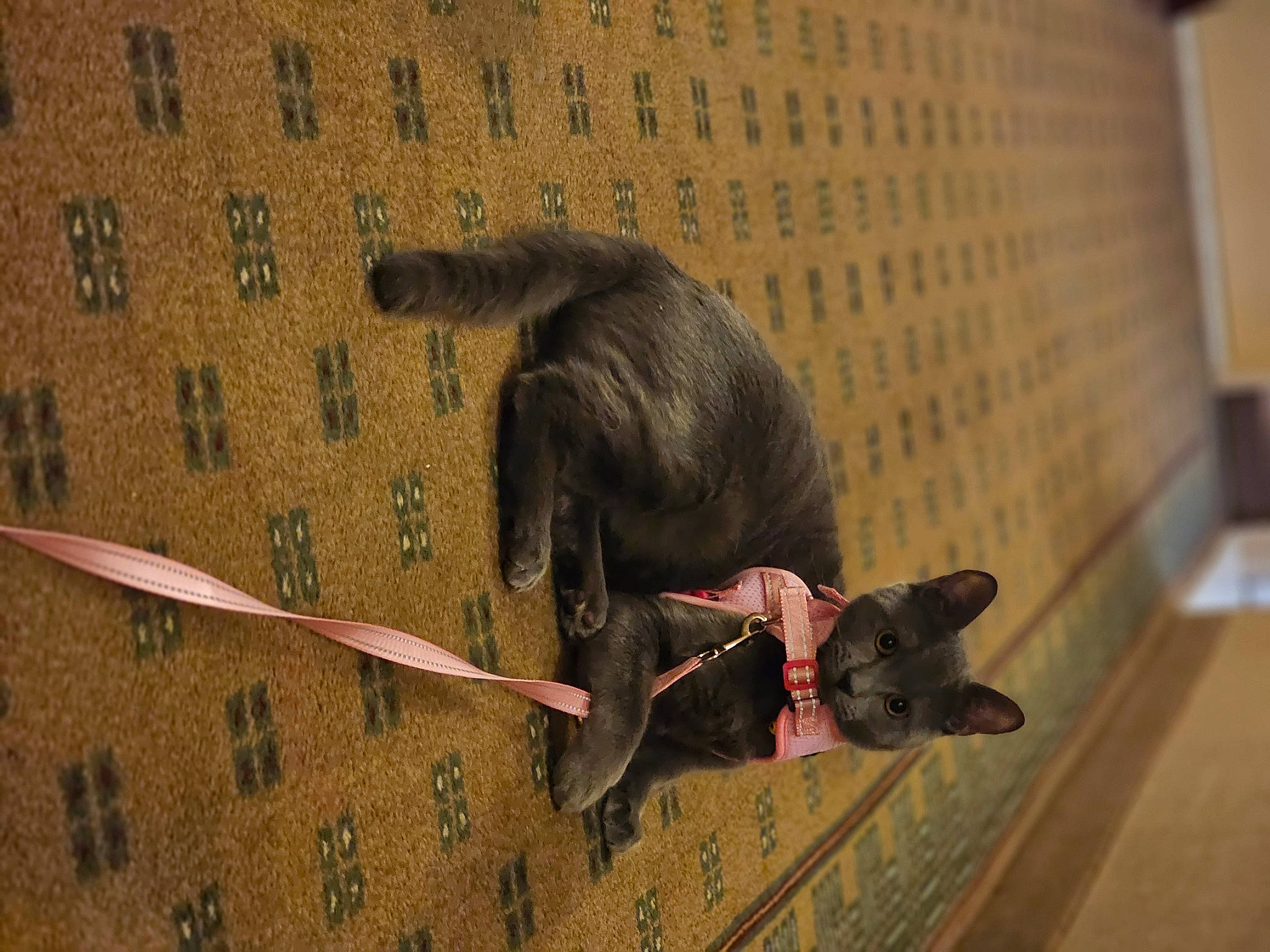 Che joined the competition — help win amazing prizes! beak, brick, canidae, carnivore, collar, dog_breed, fashion_accessory, fawn, feather, felidae, flooring, leash, pet_supply, small_to_medium_sized_cats, sporting_group, tail, toy, wing, wood, working_animal