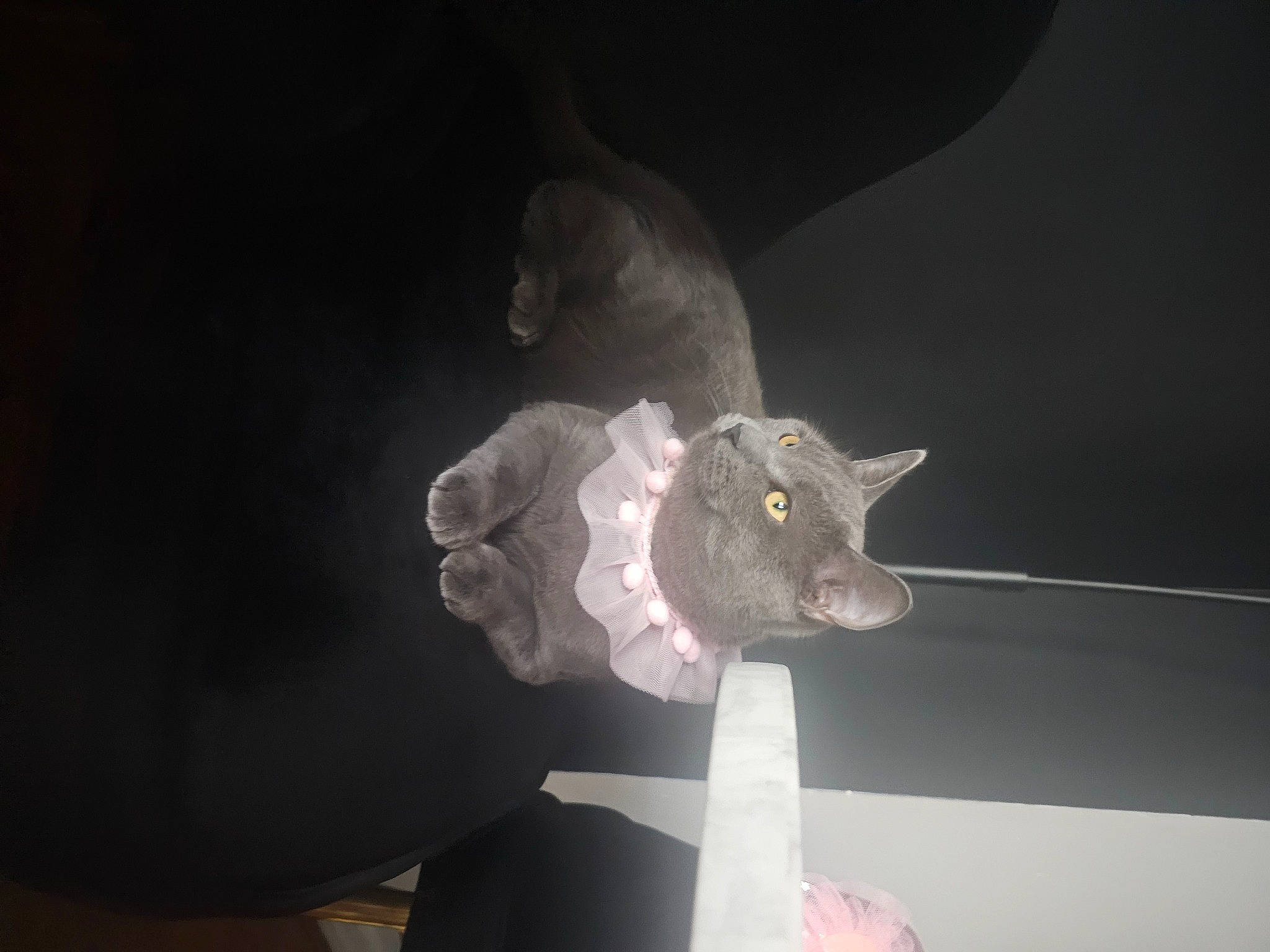 Che joined the competition — help win amazing prizes! art, bat, darkness, event, fashion_accessory, felidae, fur, head, mouse_eared_bat, petal, plant, small_to_medium_sized_cats, tail, toy, transparent_material, tree, visual_arts, whiskers