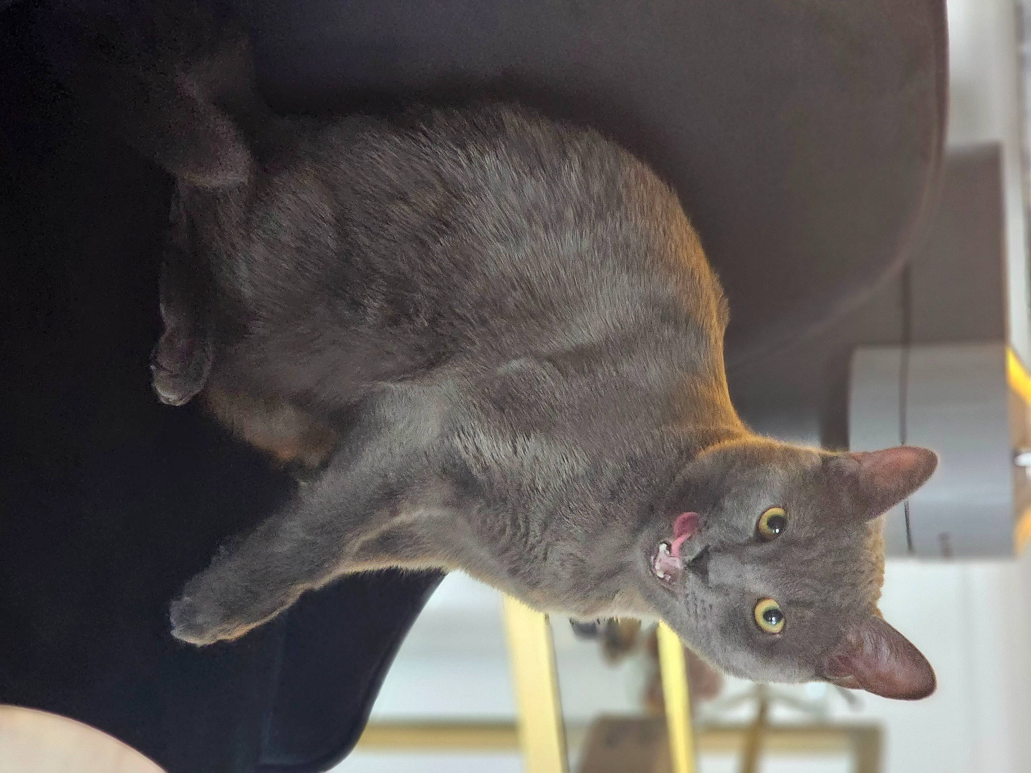 Che joined the competition — help win amazing prizes! carnivore, cat, claw, domestic_short_haired_cat, felidae, fur, russian_blue, small_to_medium_sized_cats, snout, tail, whiskers