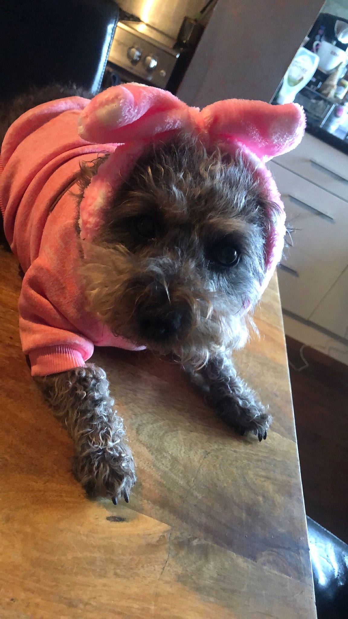 Diamond is registered to the contest to win money with this photo: border_terrier, cairn_terrier, canidae, carnivore, companion_dog, dog, dog_breed, fawn, pug, puppy, snout, sporting_group, toy_dog