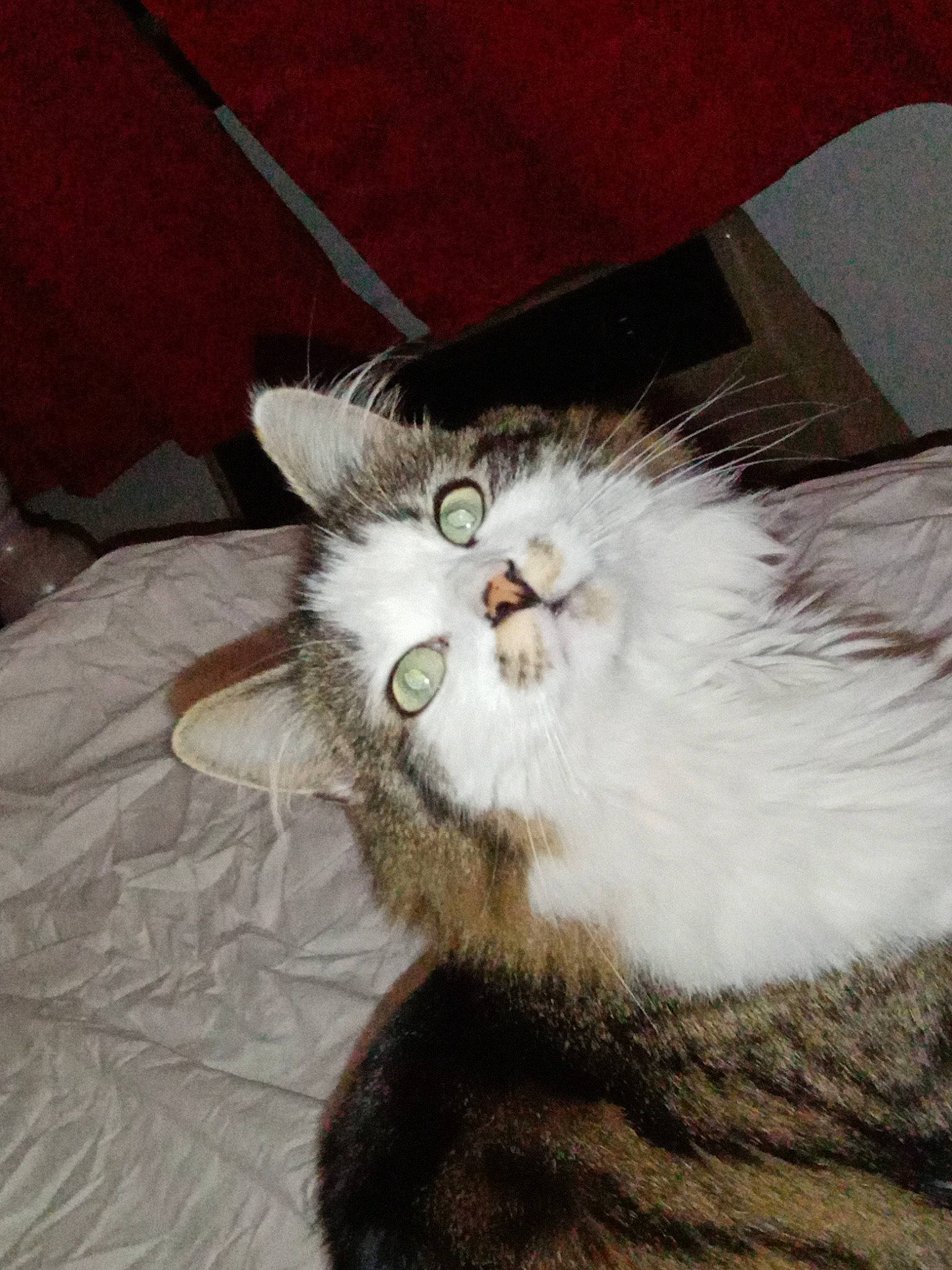 Kalyne a rejoint le concours — aidez-le/la à gagner de superbes lots ! british_longhair, carnivore, cat, domestic_long_haired_cat, felidae, fur, kitten, mammal, norwegian_forest_cat, persian, small_to_medium_sized_cats, whiskers