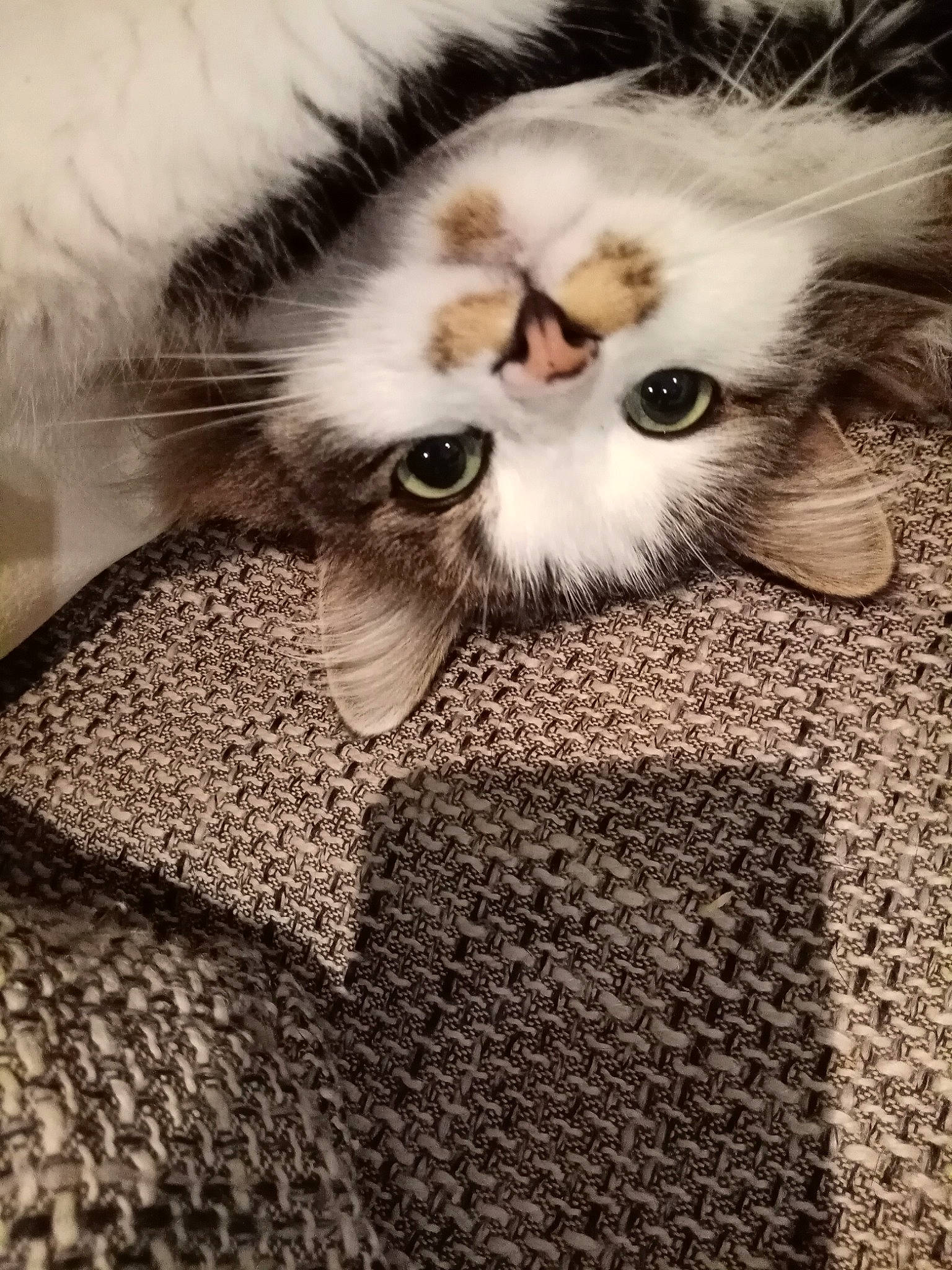 Kalyne participe au concours pour gagner de l'argent avec cette photo : aegean_cat, asian, black_and_white, carnivore, cat, close_up, domestic_short_haired_cat, european_shorthair, eye, felidae, fur, kitten, norwegian_forest_cat, nose, siberian, small_to_medium_sized_cats, snout, tabby_cat, whiskers