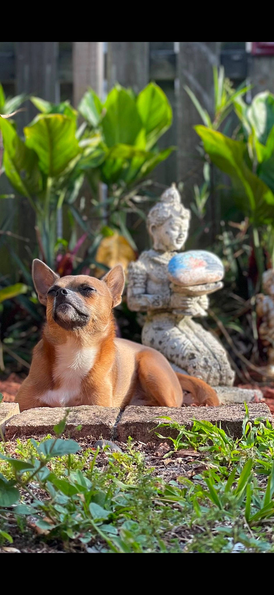 Goliath Hercules is registered to the contest to win money with this photo: botany, canidae, carnivore, companion_dog, dog, dog_breed, fawn, felidae, grass, groundcover, lawn_ornament, plant, sculpture, snout, sporting_group, tail, terrestrial_animal, terrestrial_plant, toy, whiskers