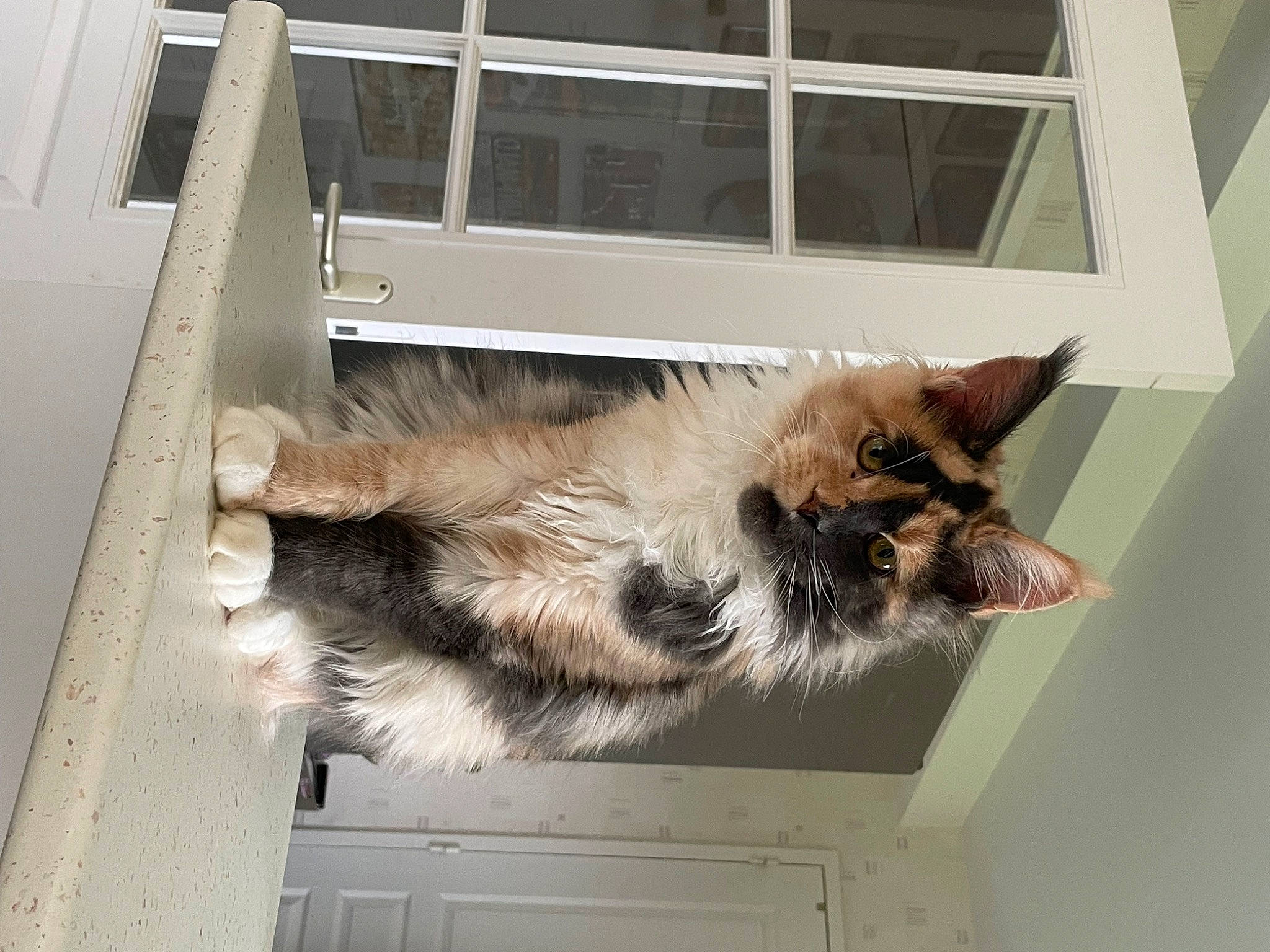 Uranie a rejoint le concours — aidez-le/la à gagner de superbes lots ! canidae, carnivore, cat, claw, dog_breed, domestic_short_haired_cat, door, felidae, fur, paw, small_to_medium_sized_cats, snout, sporting_group, tail, whiskers, window, wood