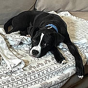 Romeo joined the competition — help win amazing prizes! dog, dogs, black_and_white, sleeping, lying_down, couch, sofa, blanket, indoor, pet, animal, blue_collar, white_markings, black_fur, patterned_fabric, relaxed, resting, portrait, home, cozy