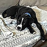 dog, dogs, black_and_white, sleeping, lying_down, couch, sofa, blanket, indoor, pet, animal, blue_collar, white_markings, black_fur, patterned_fabric, relaxed, resting, portrait, home, cozy
